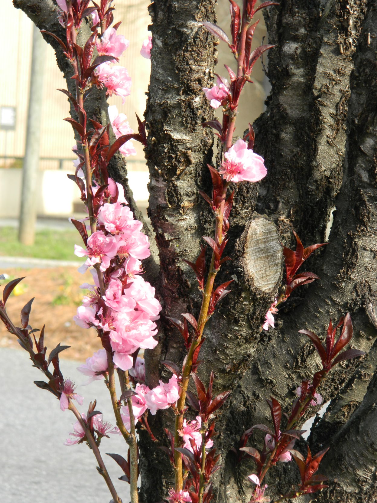 Spring photos (32).JPG